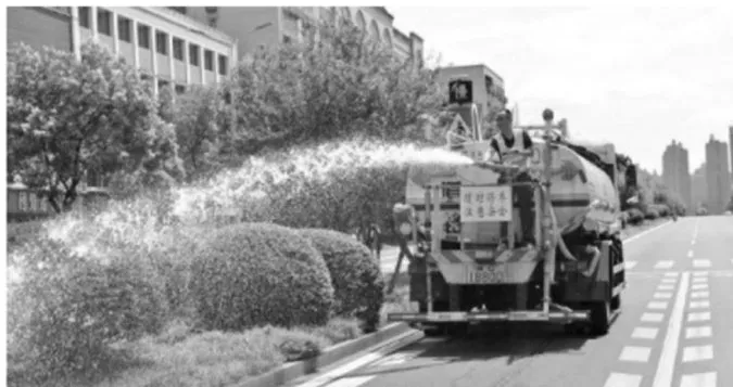 城市园林行道树日常管理养护