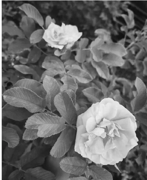 现代化温室内大马士革玫瑰引种栽培技术