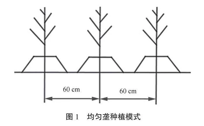 玉米单元四株不等距高产高效种植技术探析