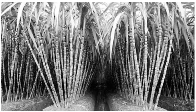 甘蔗种植病虫害准确识别、科学防治及冻害防范措施分析