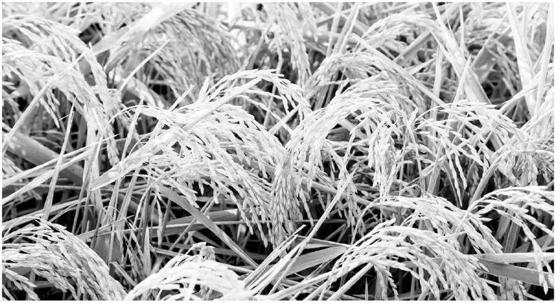 水稻种植中机械化生产技术种类及其相关应用要点探讨