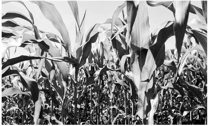 推行玉米宽窄行种植优势及田间管理技术具体实施方案