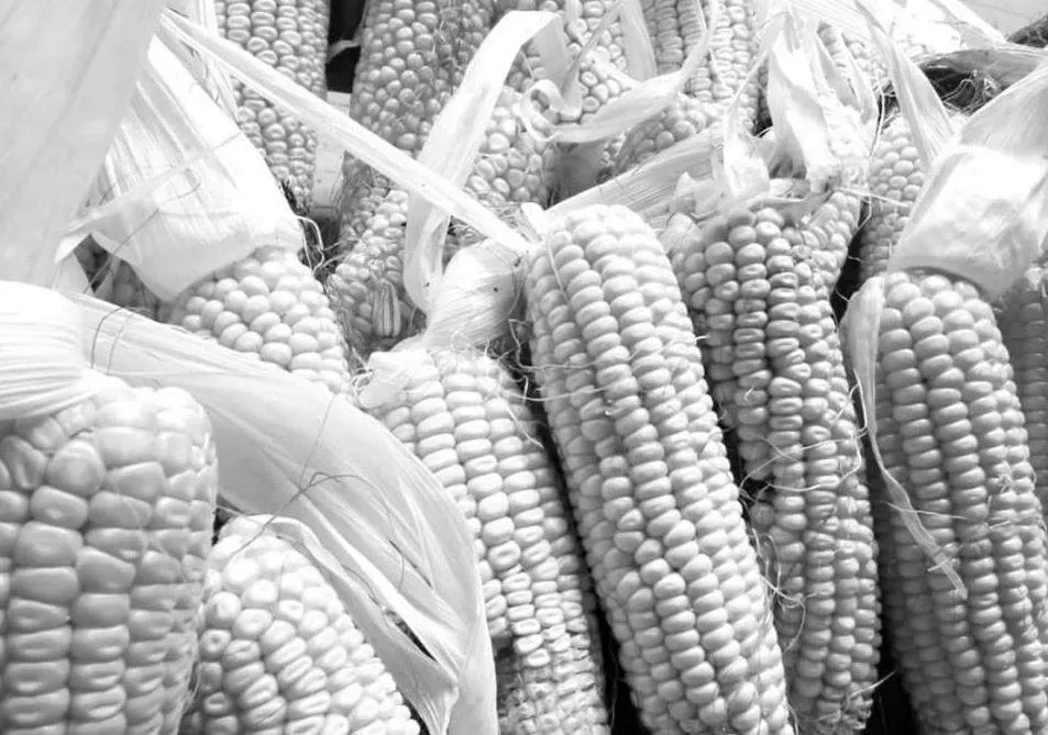 玉米高产种植技术实施及采用智能化手段防治病虫害探讨